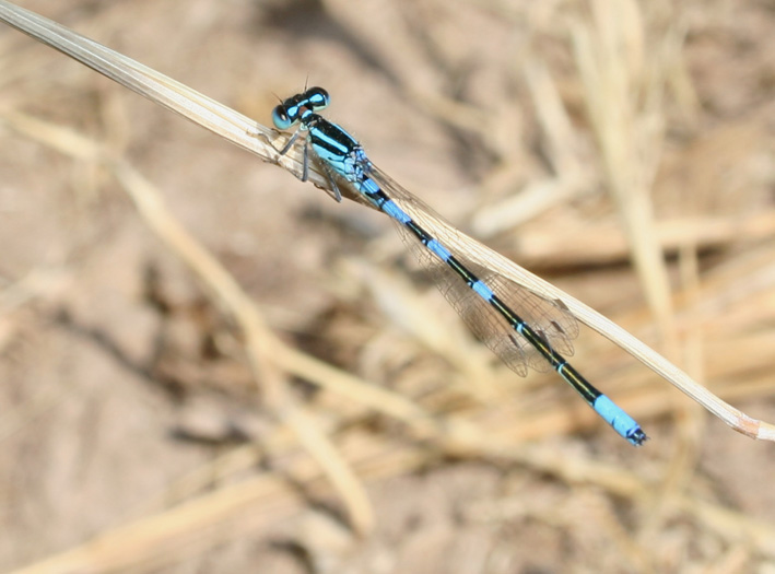 Coenagrion puella e scitulum (Odonata, Coenagrionidae)